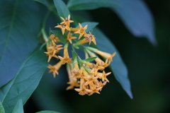 Cestrum aurantiacum